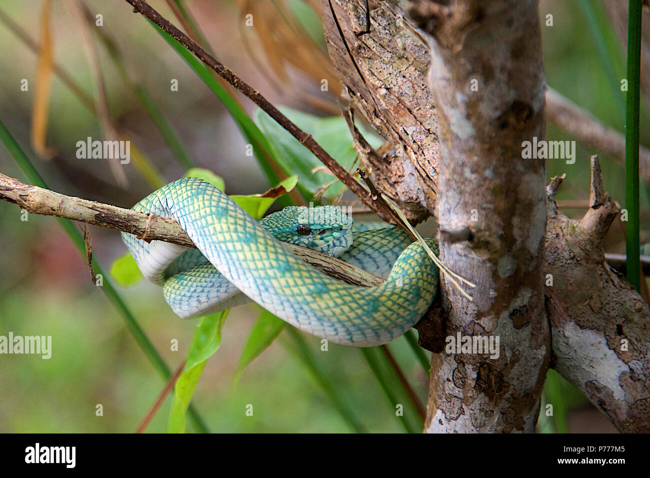 Keeled Green Pit Viper snake Baku National Park Sarawak Borneo Stock Photo