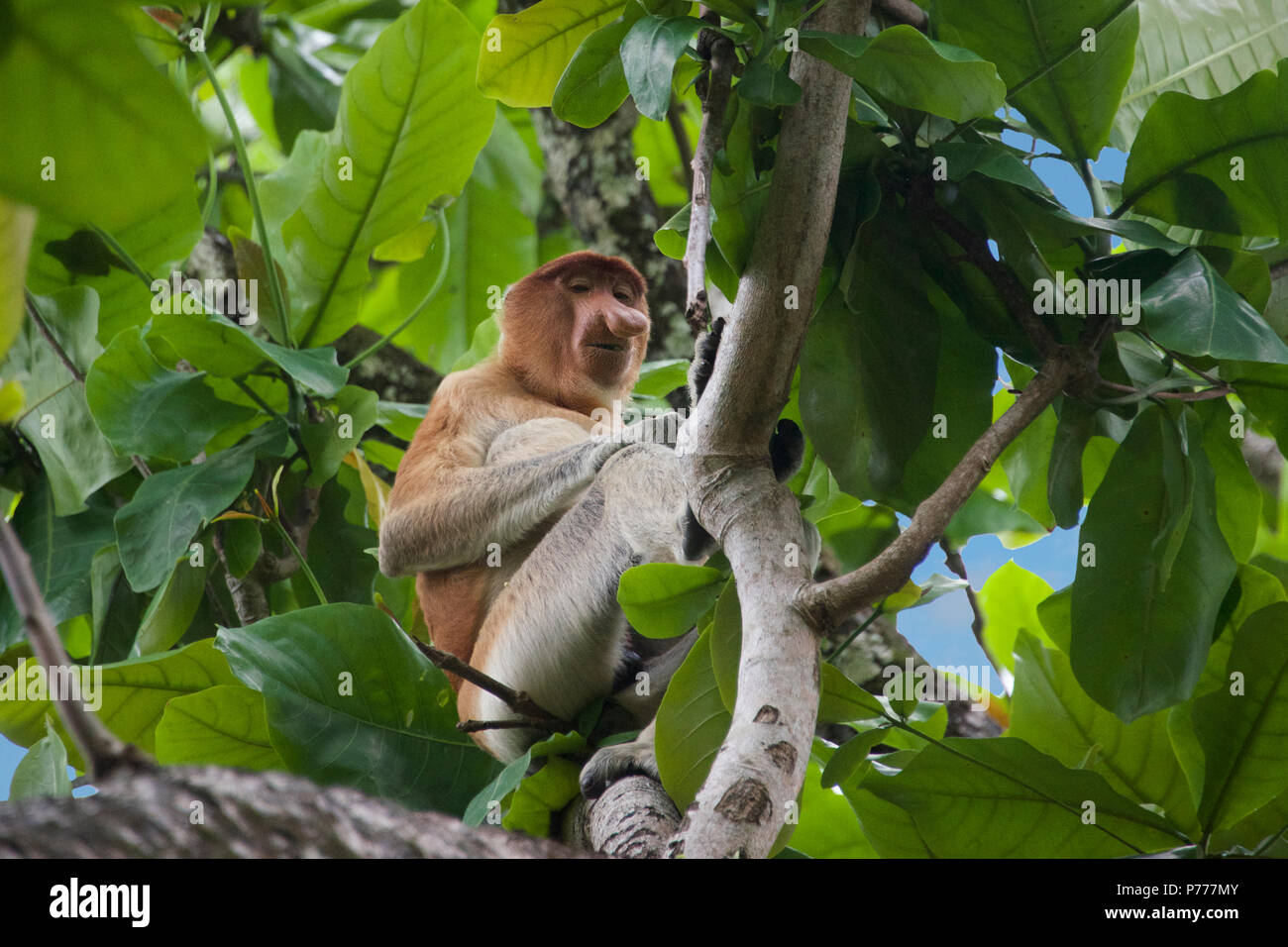 Wild male Proboscis Nose Monkey Baku National Park Sarawak Borneo Malaysia Stock Photo