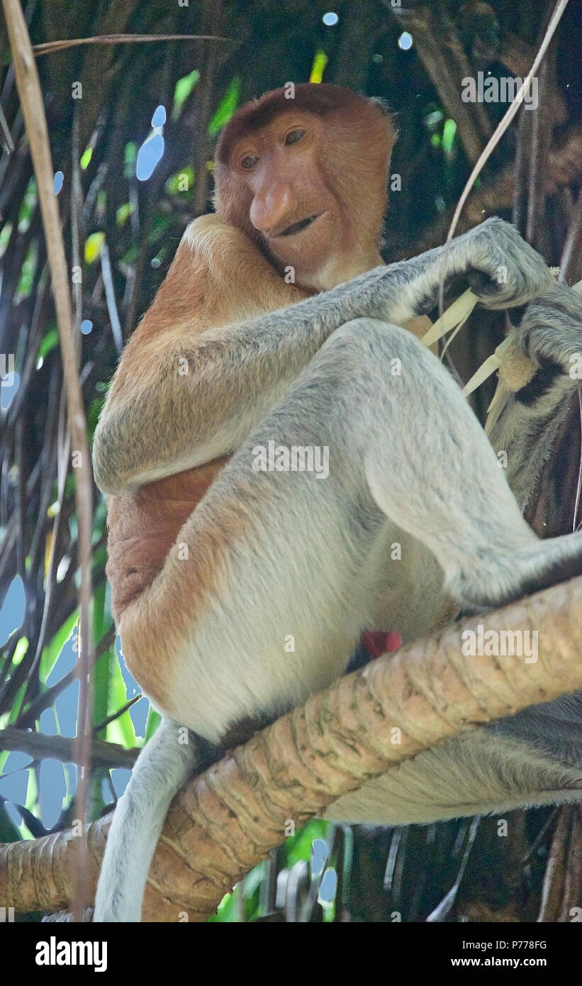 Wild male Proboscis Nose Monkey Baku National Park Sarawak Borneo Malaysia Stock Photo