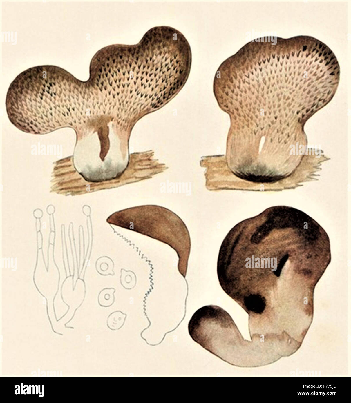 12 Bresadola - Tremellodon glutinosum f. flava Stock Photo
