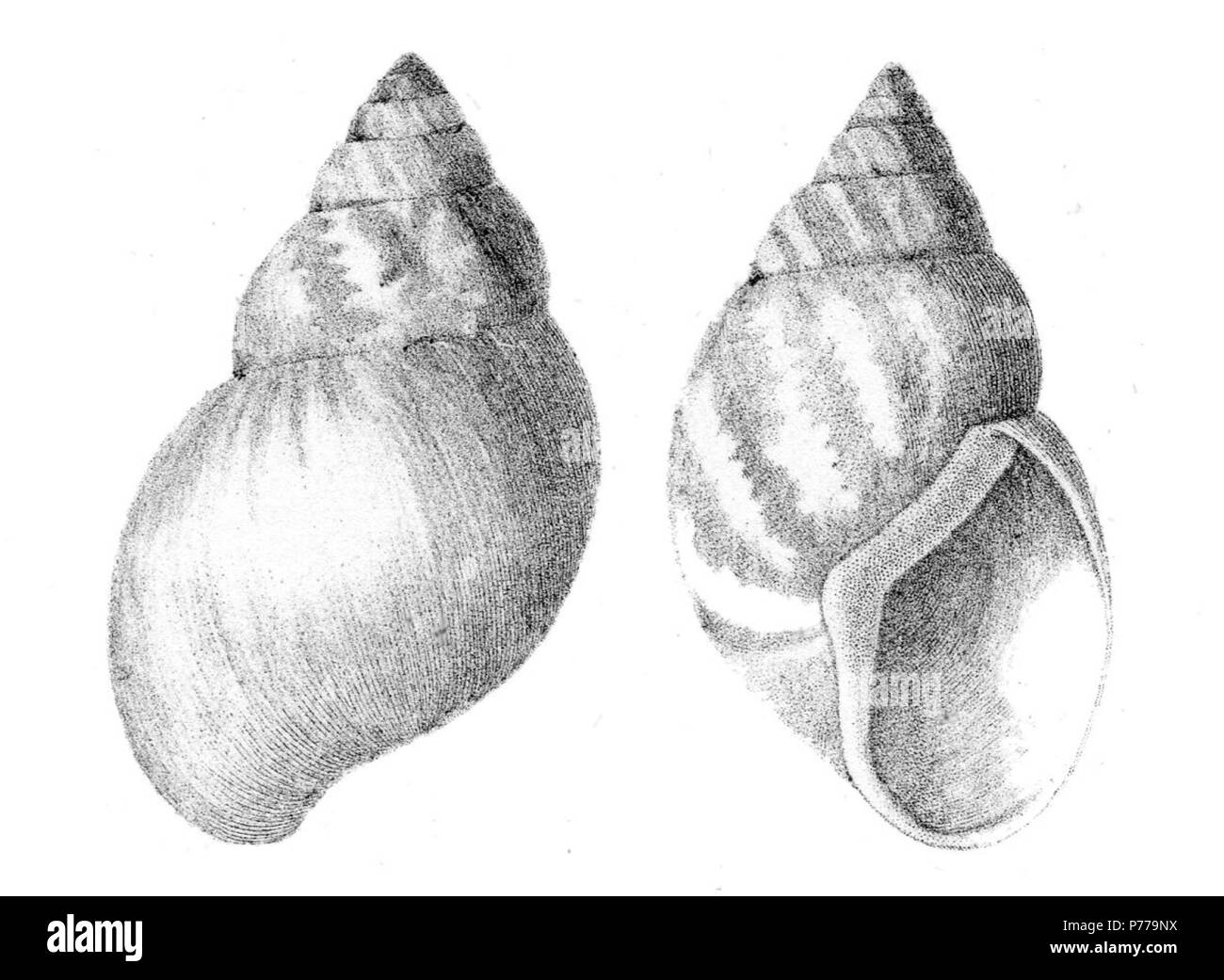 the land snail, Bulimulus alternatus . original=1857; scan=2007 12 BulimulusAltMariaeExBinny51 Stock Photo