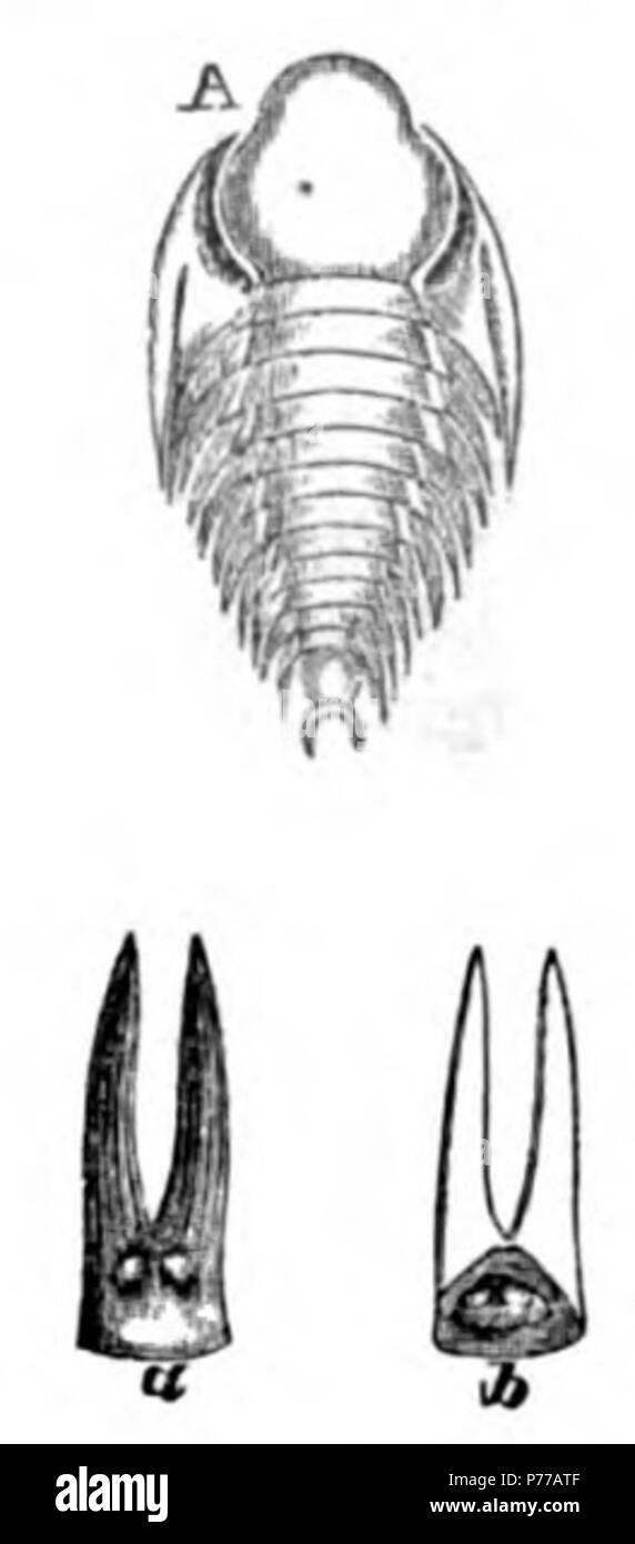 C. D. Walcott: New Species of Trilobite from the Trenton Limestone at Trenton Falls, N. Y. Cincinnati Quarterly Journal of Science 2:347, fig. 27 . 1875 17 Cincinnati Quart. J. Sci. 2 347 fig. 27 Stock Photo