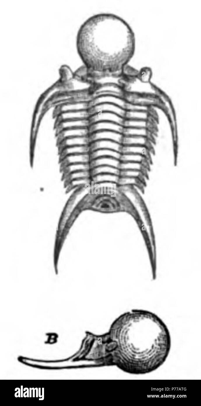 C. D. Walcott: Description of a New Species of Trilobite. Cincinnati Quarterly Journal of Science 2:274, fig. 18a-b . 1875 17 Cincinnati Quart. J. Sci. 2 274 fig 18a-b Stock Photo
