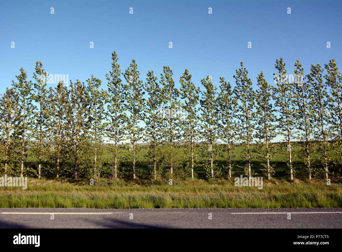 Row of Trees Acting as a Windbreak In Iceland Stock Photo