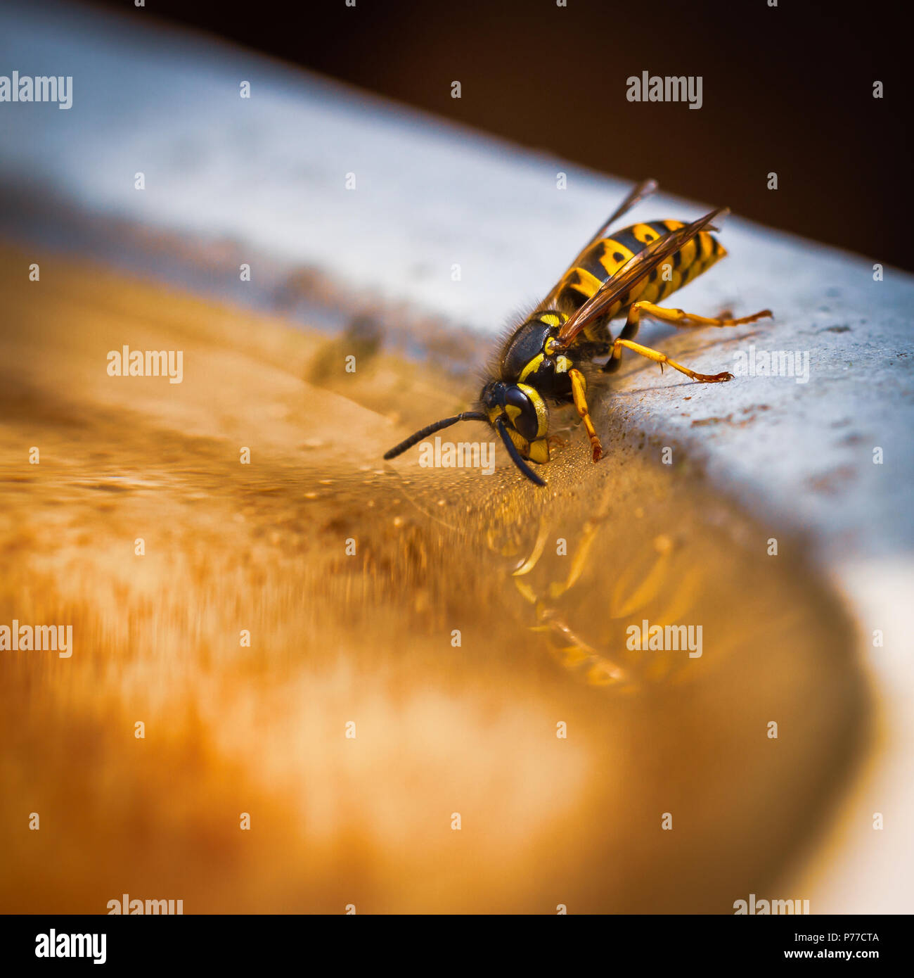 Wasp taking a drink in a bird bath Stock Photo