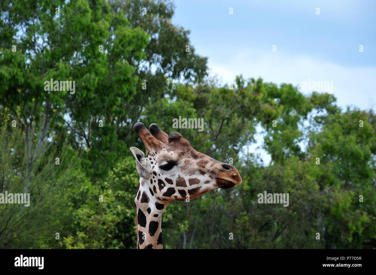 portrait of a giraffe with horn like ossicones in front of high grown trees Stock Photo