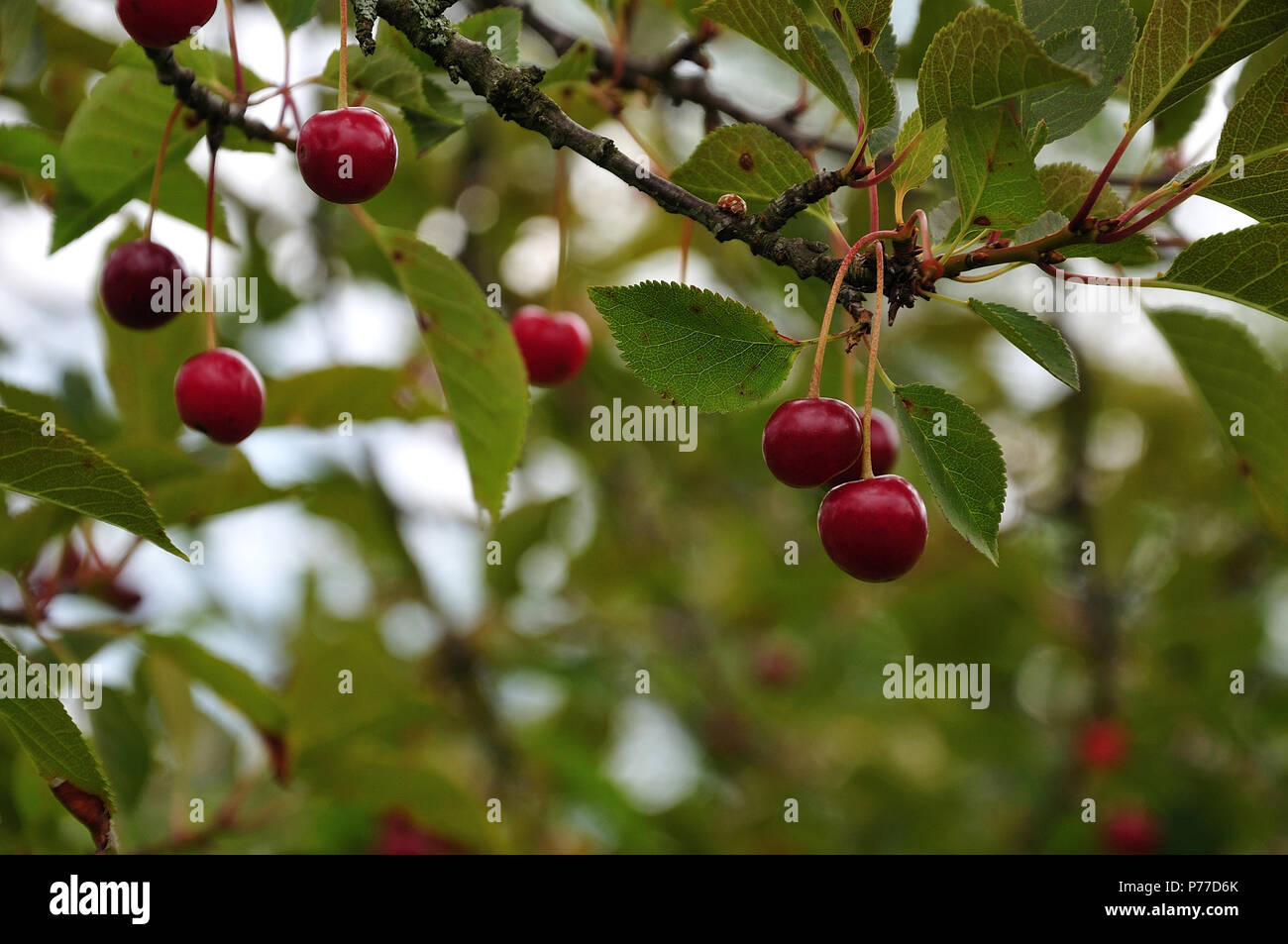 twig of a tart cherry tree with red ripe fruits, prunus cerasus Stock ...
