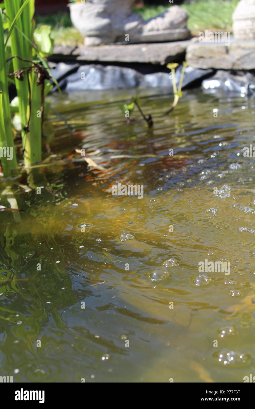 MAN MADE POND BACKYARD VIBES IN THE SUMMER Stock Photo