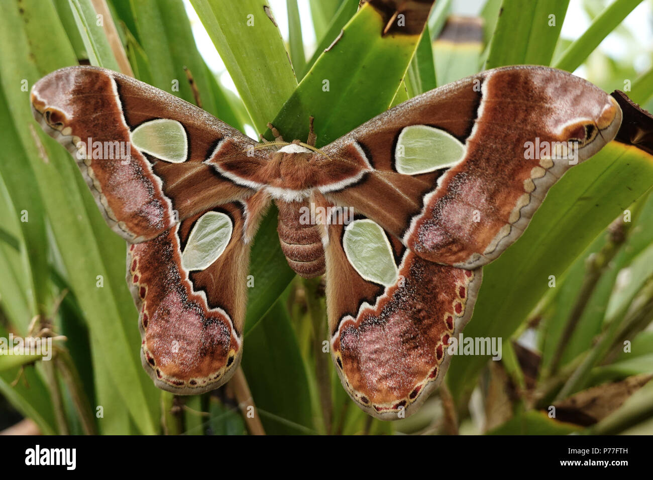 Rothschildia moth hi-res stock photography and images - Alamy
