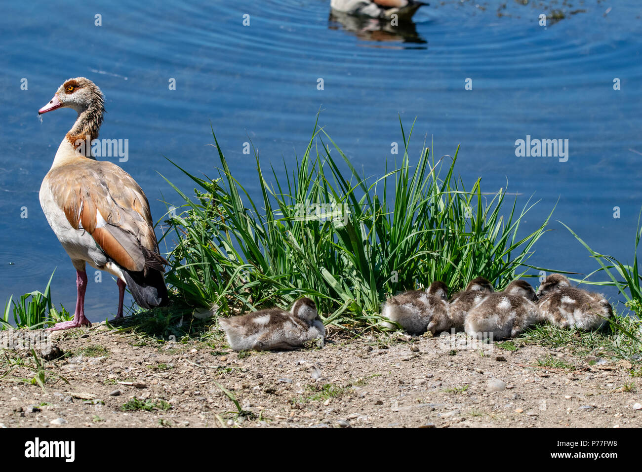 Adult Egyptian Goose and young chicks looking towards a calm still lake on a summer's days Stock Photo