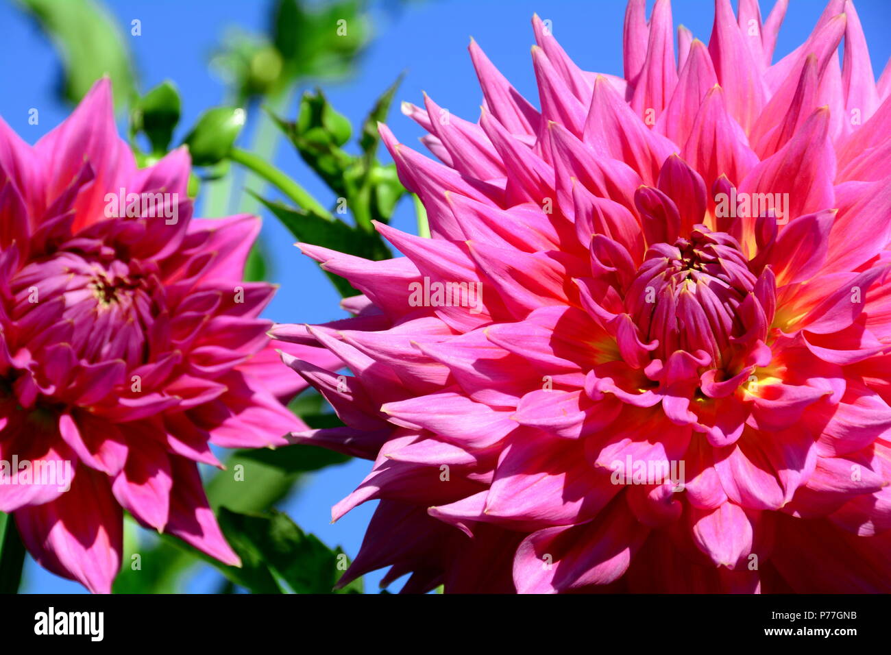 Dahlia blooms hi-res stock photography and images - Alamy