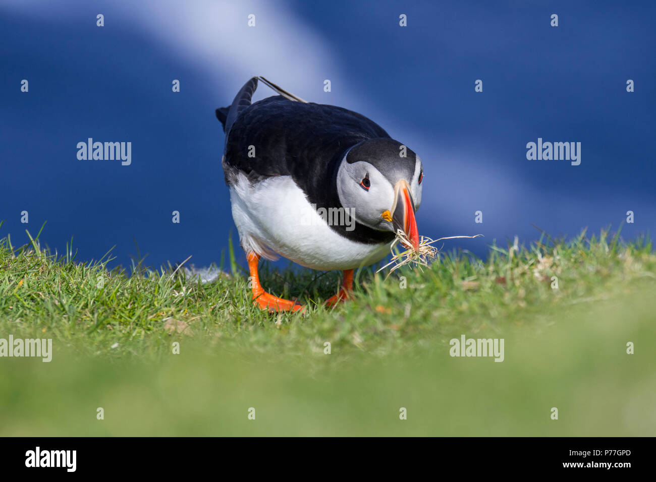 Atlantic puffin (Fratercula arctica) with grass in beak for nest building at burrow in seabird colony, Hermaness, Unst, Shetland Islands, Scotland, UK Stock Photo