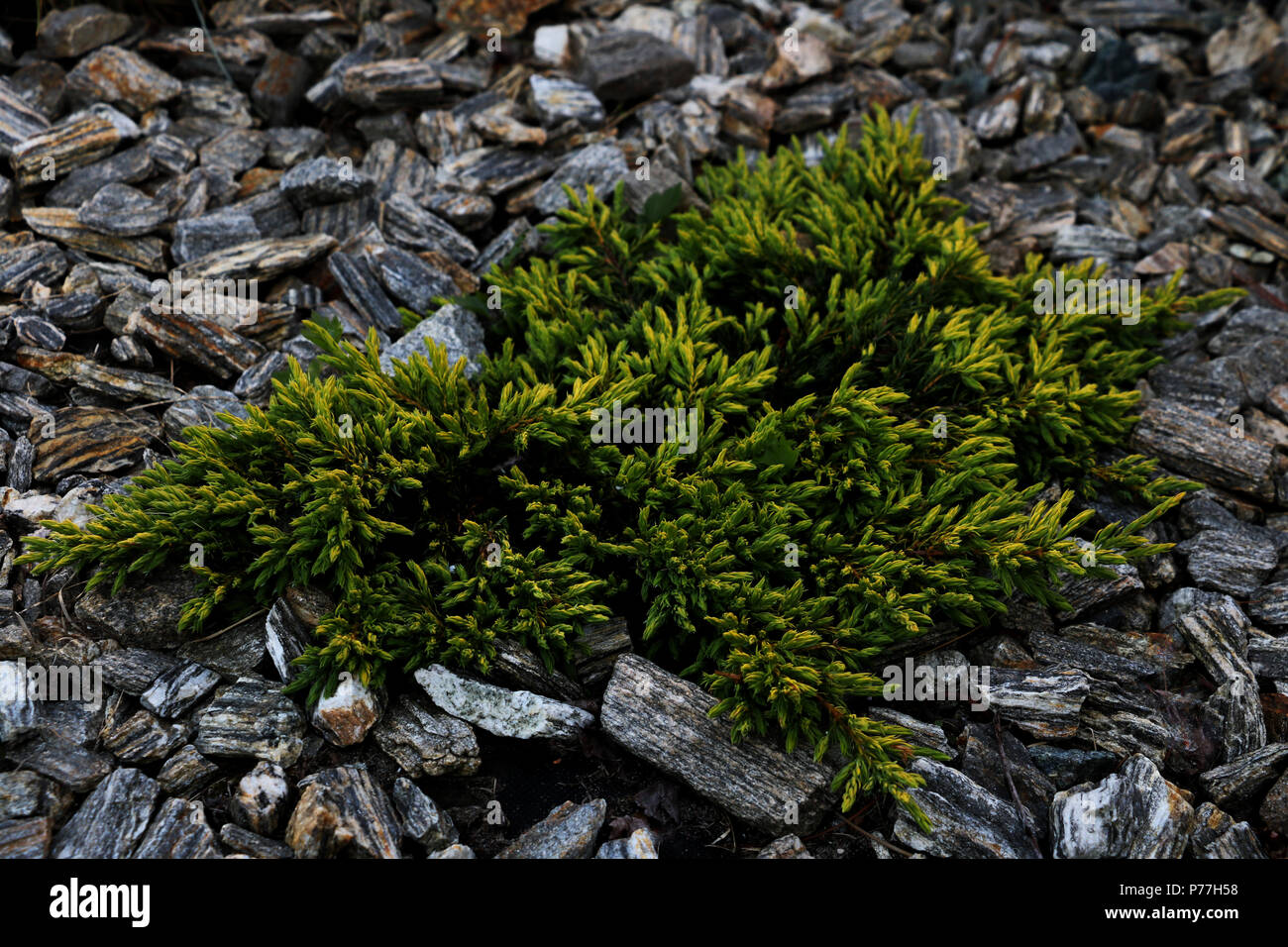 Young pine bush Stock Photo Alamy
