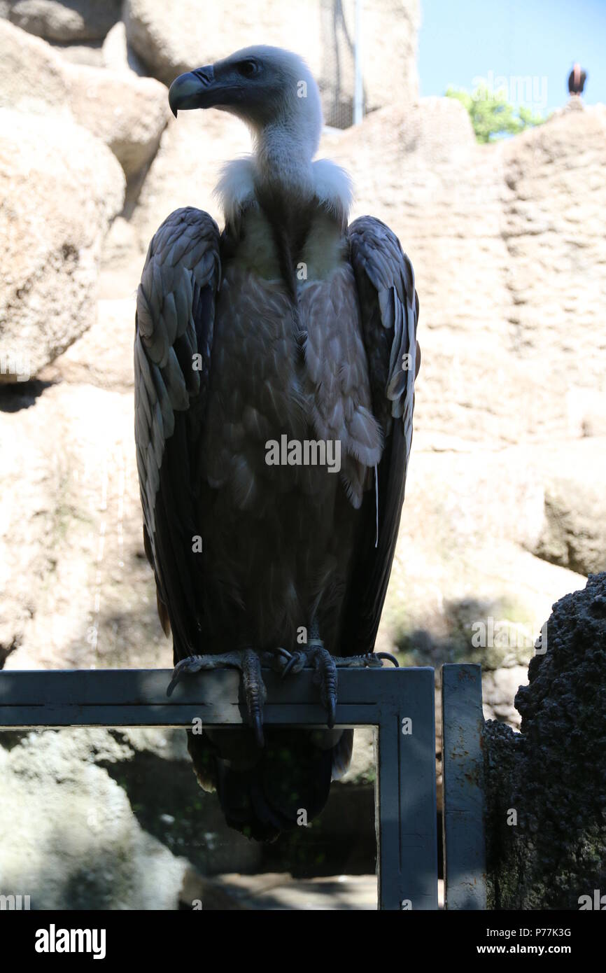 Griffon vulture - Gyps fulvus Stock Photo