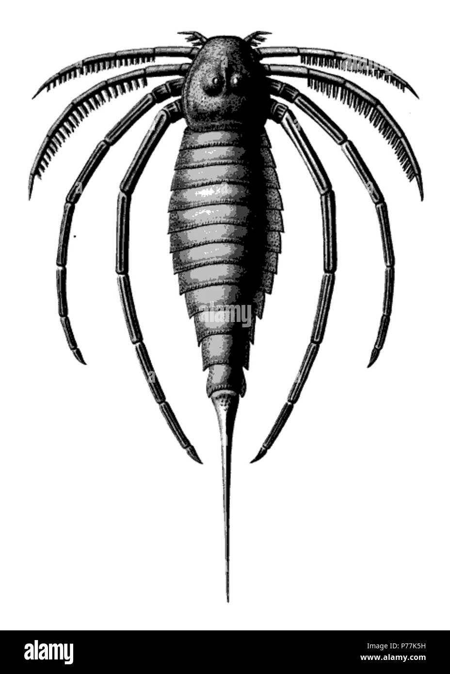 Hallipterus (Stylonurus) excelsior. Restoration of the dorsal aspect. The carapace and the first pair of legs are taken from the two known specimens of the species. The ocular nodes and the visual areas are restored from the evidence of these specimens and from that of the congeners. The second to fifth pairs of legs are restored after S. cestrotus and the abdomen is left as in Beecher's restoration. About one-eighth natural size. The Eurypterida of New York. Volume 2. New York State Museum Memoir 14, plate 47 . 1912 13 The Eurypterida of New York plate 47 Stock Photo