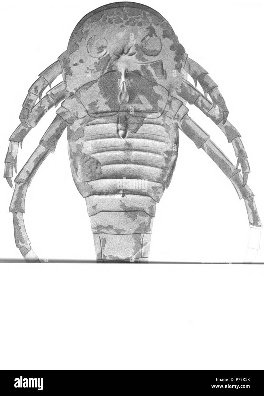 Kokomopterus (Stylonurus, Drepanopterus) longicaudatus nov. Page 316 See plates 25, 54, 55 1 Ventral view of large specimen (holotype) showing the form and proportions of the body, the position of the eyes and mouth, three pairs of legs and the coxae of the last pair Horizon and locality. Kokomo waterlime. Kokomo, Ind. The original is in the museum of Chicago University The Eurypterida of New York. Volume 2. New York State Museum Memoir 14, plate 56 . 1912 13 The Eurypterida of New York plate 56 Stock Photo