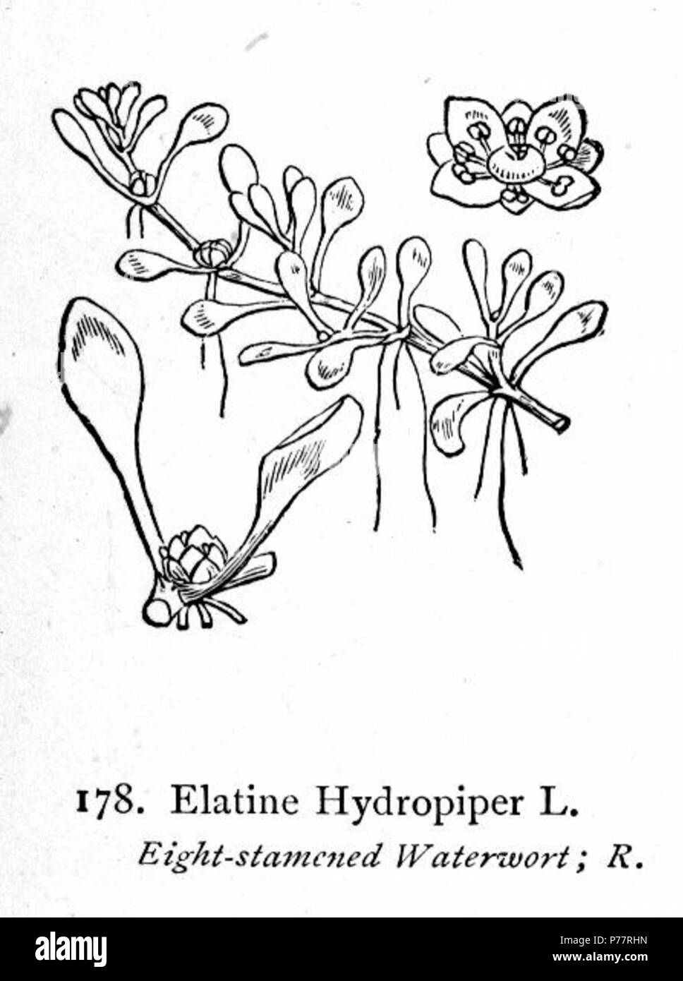 English: Elatine hydropiper . between 1901 and 1906 28 Elatine hydropiper Stock Photo