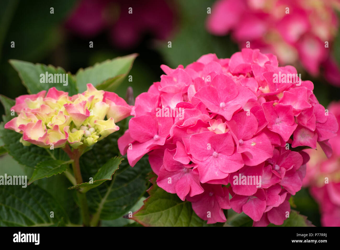 Hydrangea macrophylla ortensia hi-res stock photography and images - Alamy