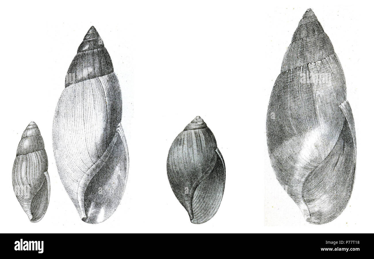 Left to Right: Euglandina rosea (2 specimens), Euglandina rosea bullata, and Euglandina vanuxemensis. original = 1878, scan = 2007 31 EuglandinaRoseaExBinney2 Stock Photo