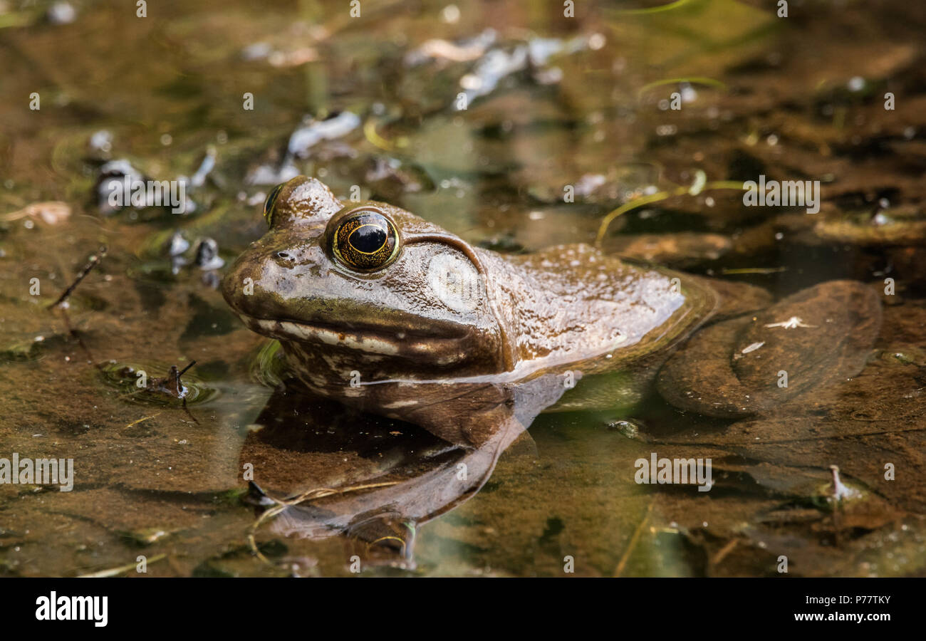 Frog cooling off in the summer heat Stock Photo Alamy