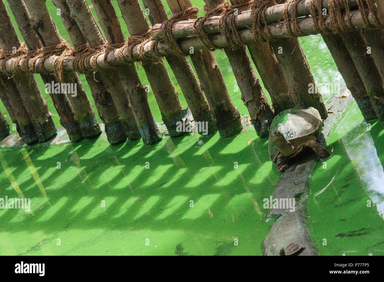 Turtle - photographed in Madras Crocodile Bank Stock Photo