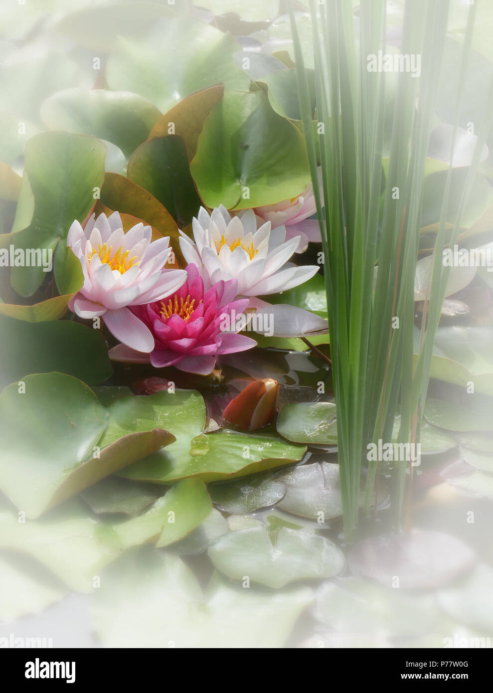 three water lilies Stock Photo