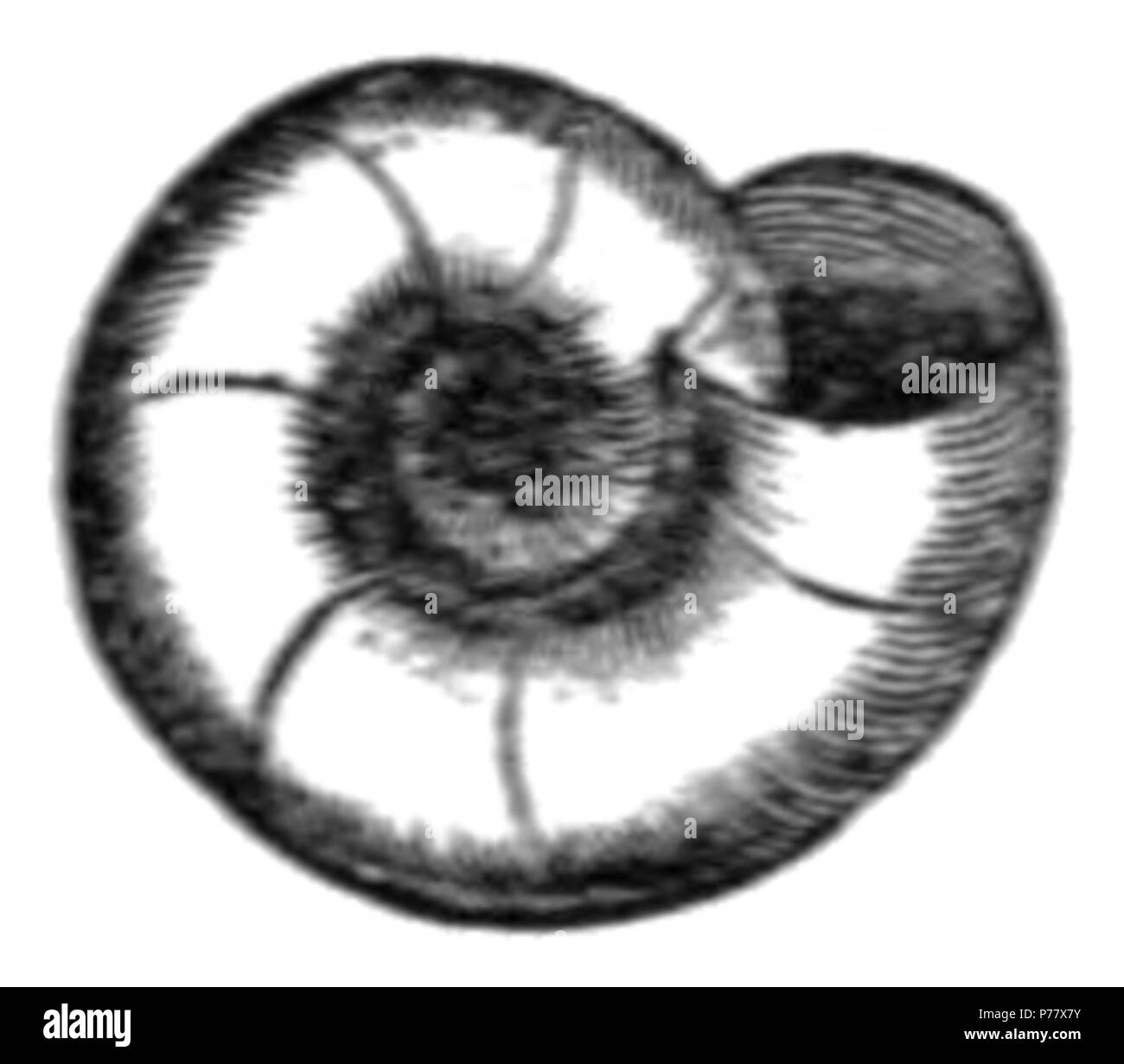 Milium Hi Res Stock Photography And Images Alamy