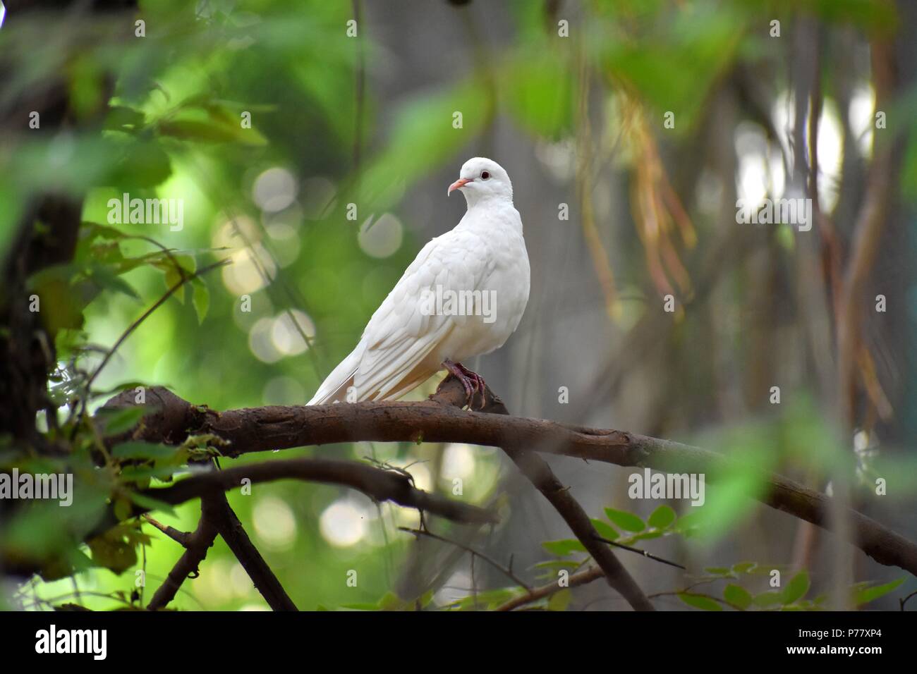 peace white dove Stock Photo Alamy