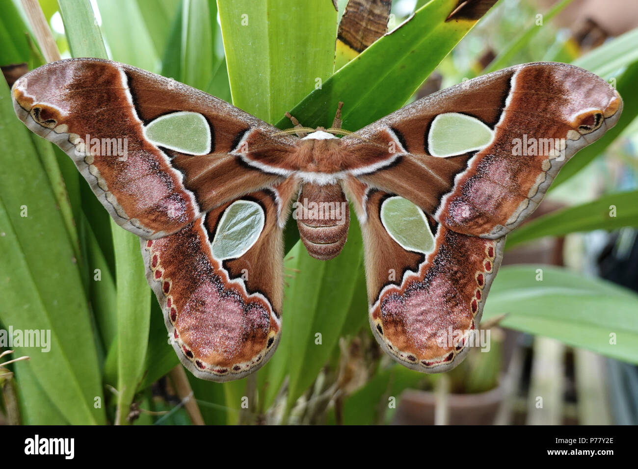Rothschildia moth hi-res stock photography and images - Alamy
