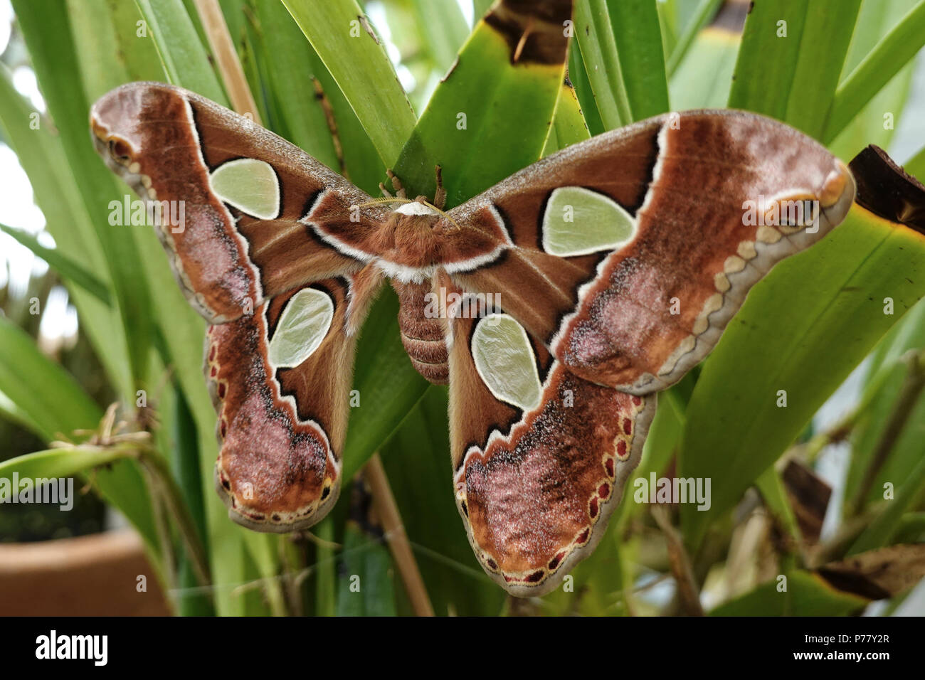 Window Moth Closeup image of the Windowed moth Stock Photo - Alamy