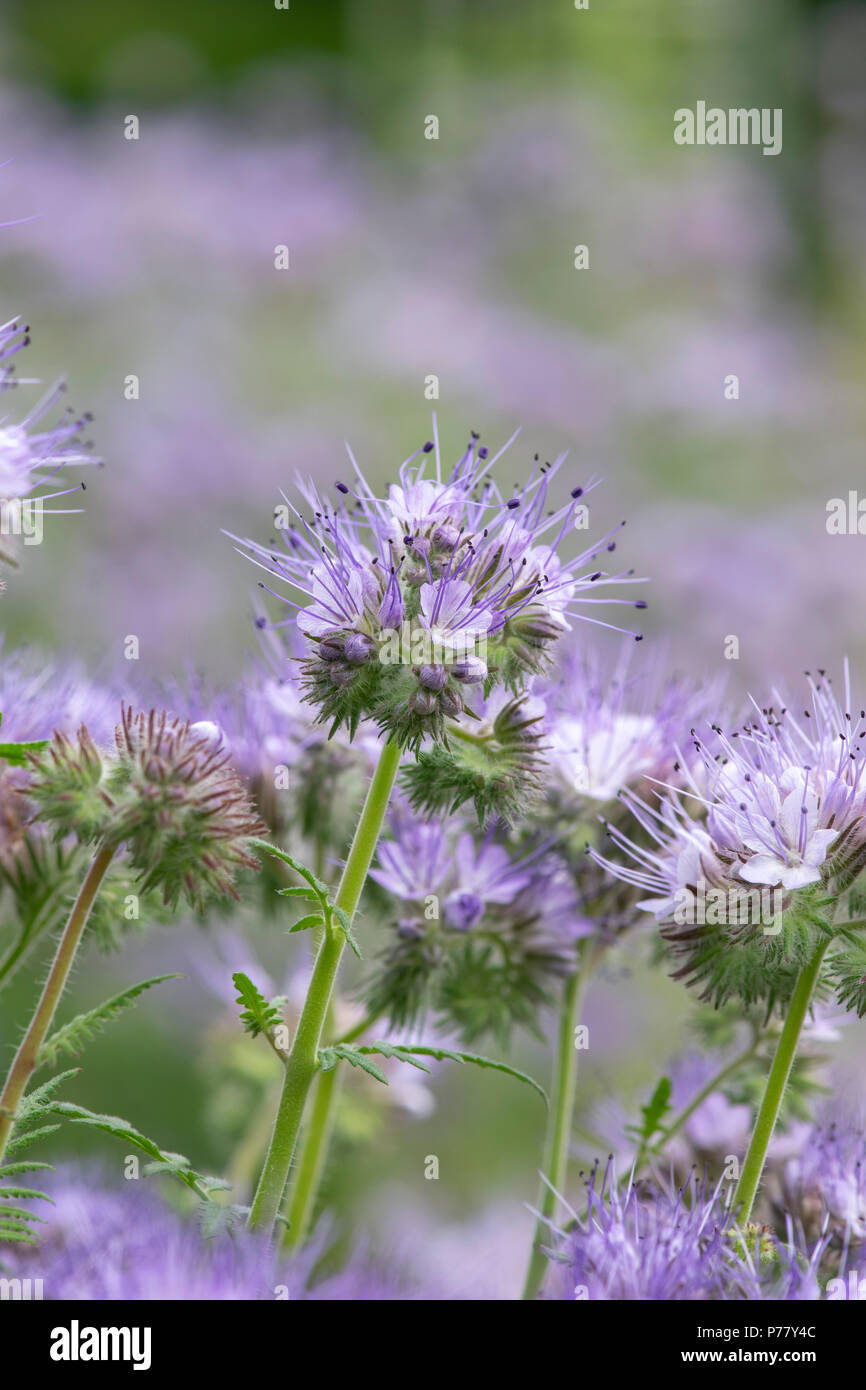 Phacelia tanacetifolia hi-res stock photography and images - Alamy