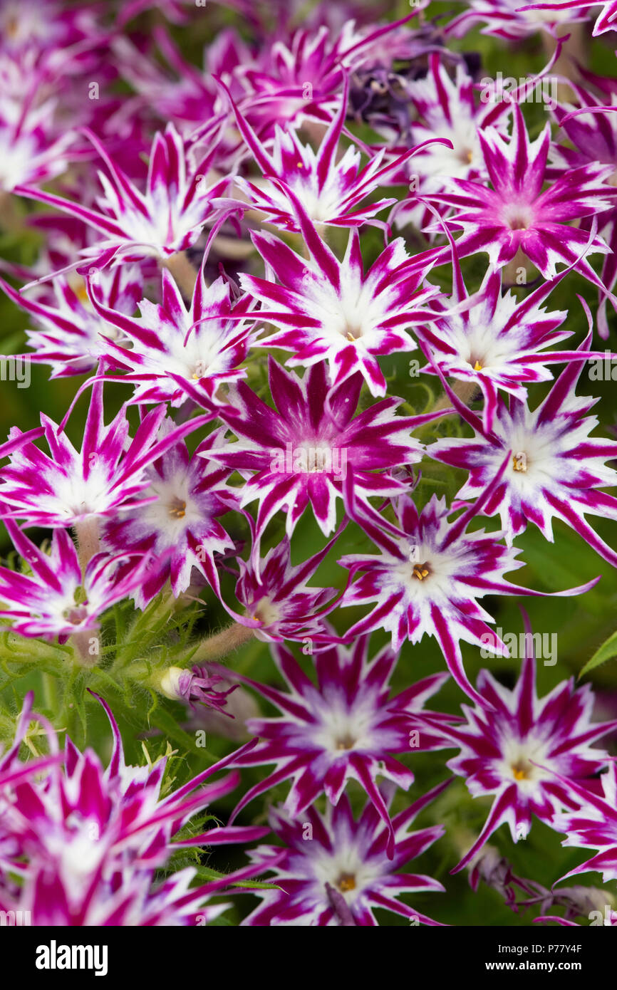 Phlox ’Popstars purple eye’ flowers Stock Photo