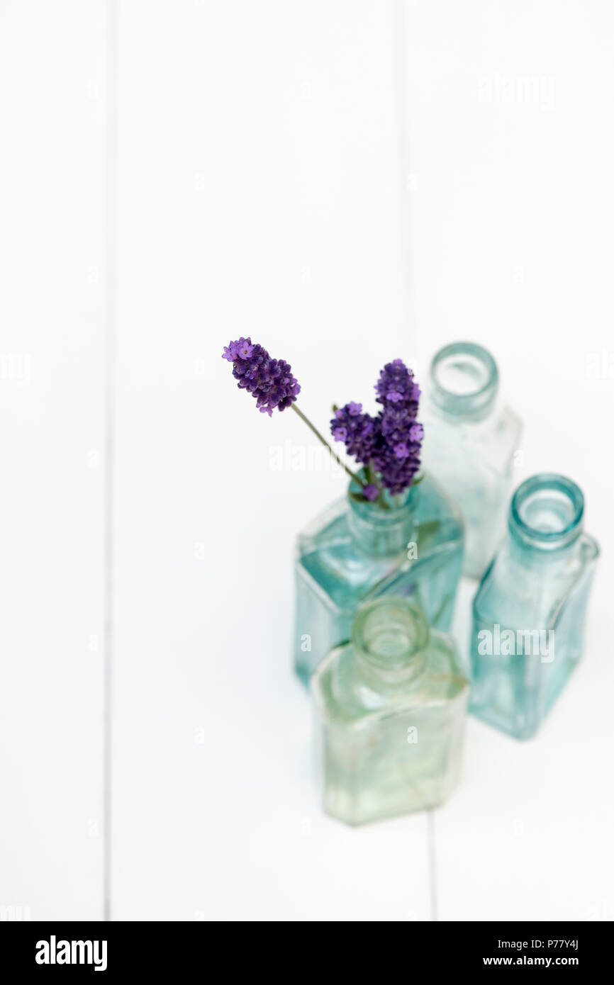 Lavandula. Picked Lavender ‘Hidcote’ flowers in old glass bottle against a white background. Shallow DOF Stock Photo