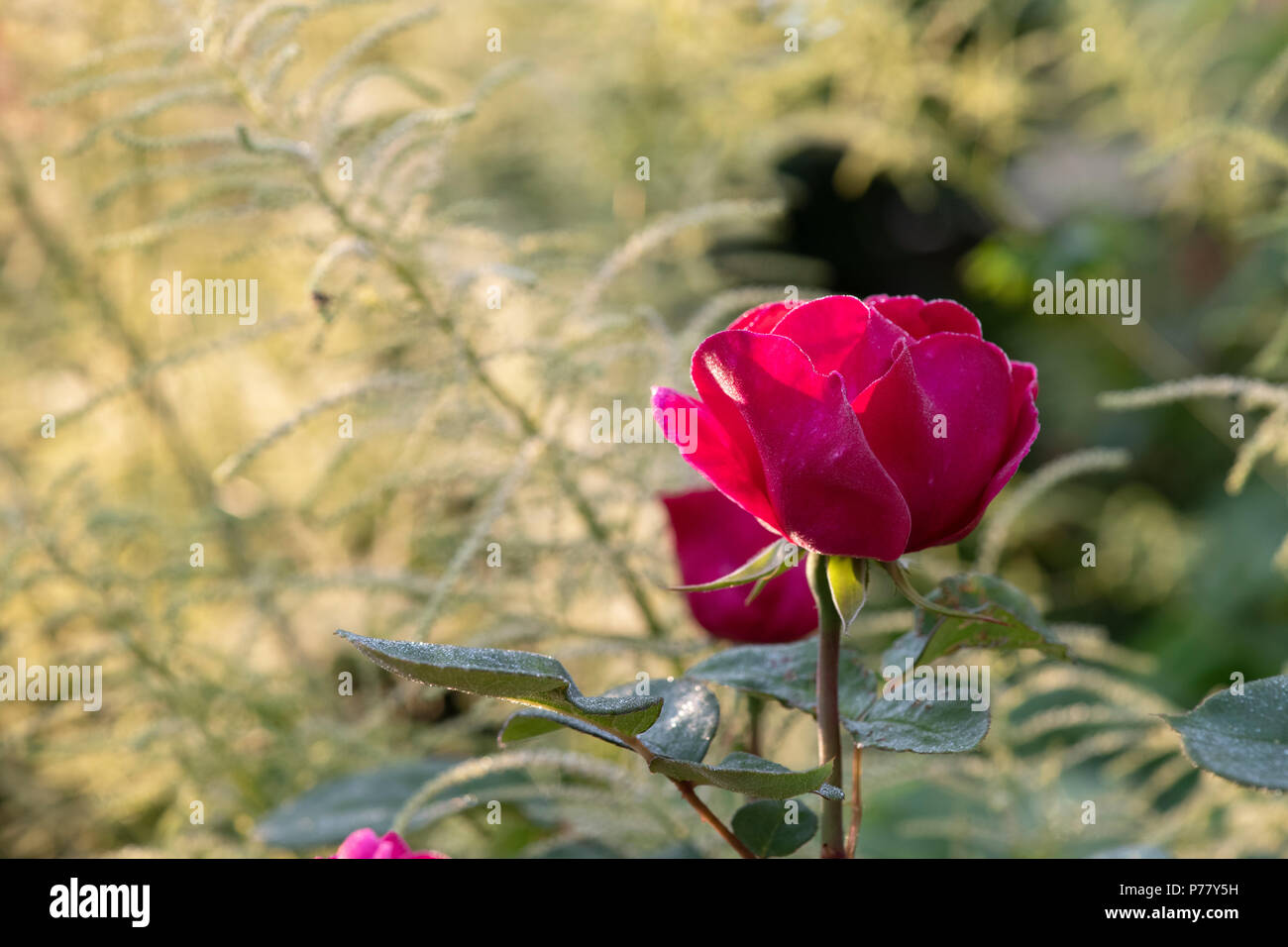 Rosa. David Austin Rose. Sophys Rose growing amongst an astilbe plant in an english garden. UK Stock Photo