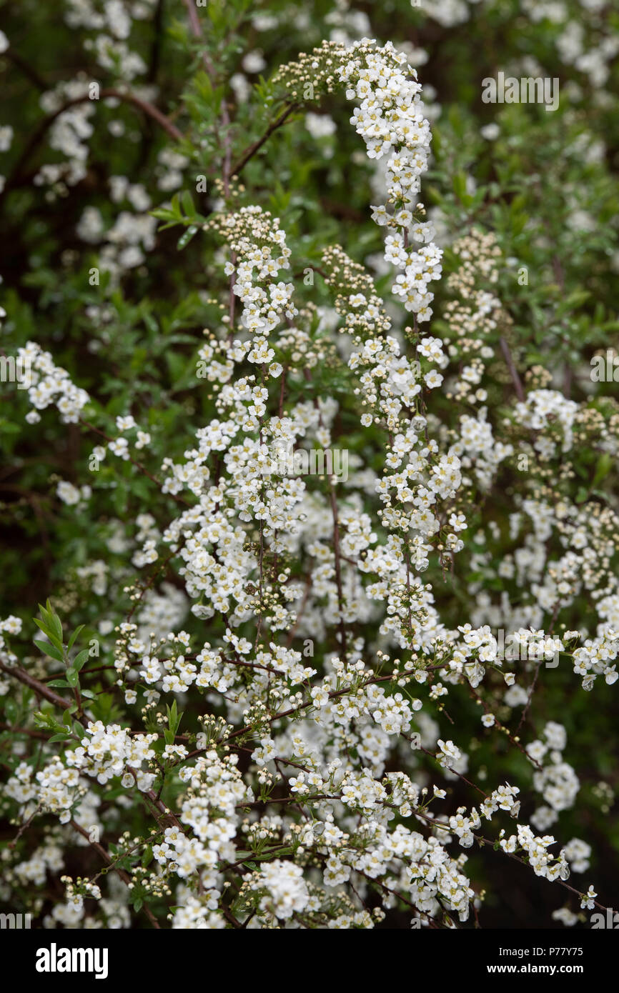 Spiraea x arguta . Garland Spiraea / Bridal wreath flowers Stock Photo