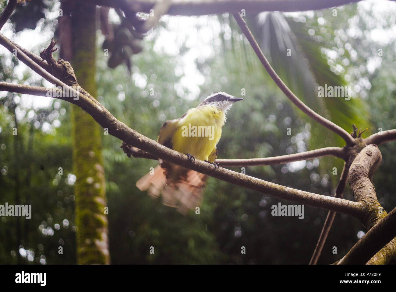 Yellow-bellied Tyrannulet flycatcher bird with black beak and yellow feathers about to fly off from a tree branch in the forest of Costa Rica Stock Photo