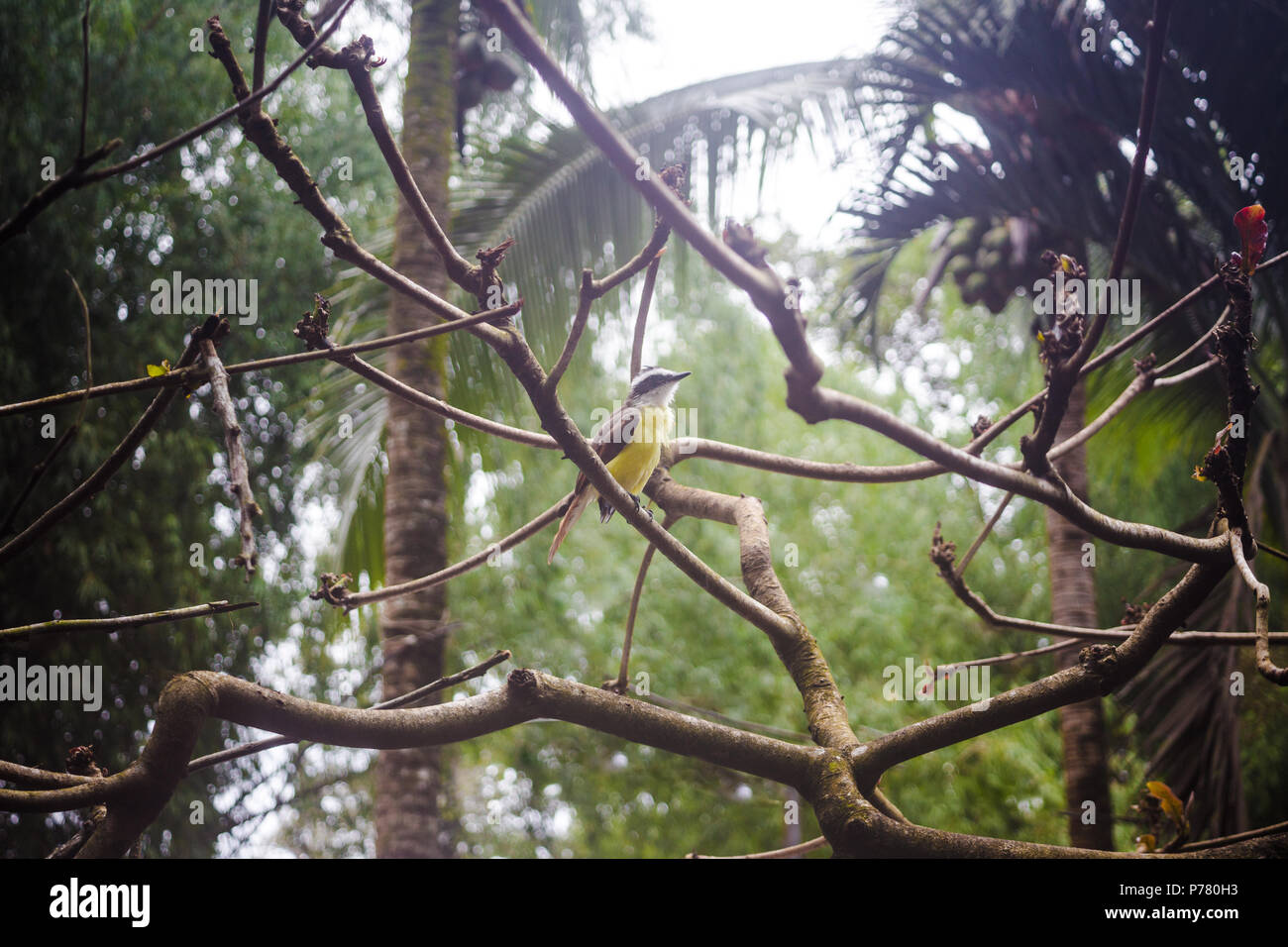 Yellowbellied Tyrannulet flycatcher bird with black beak and yellow