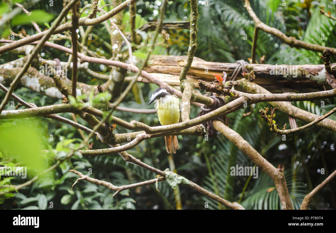 Yellowbellied Tyrannulet flycatcher bird with black beak and yellow