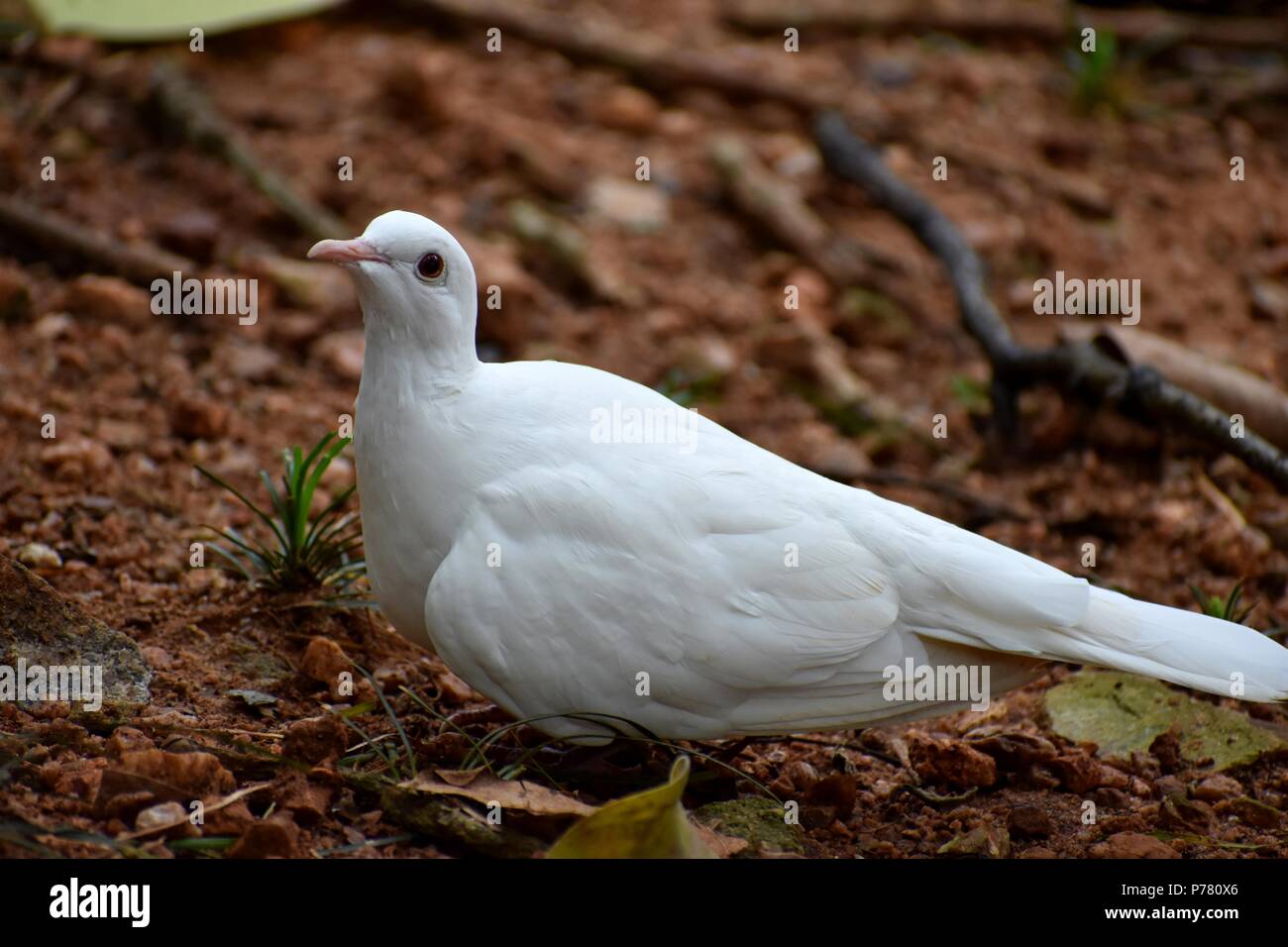 peace white dove Stock Photo