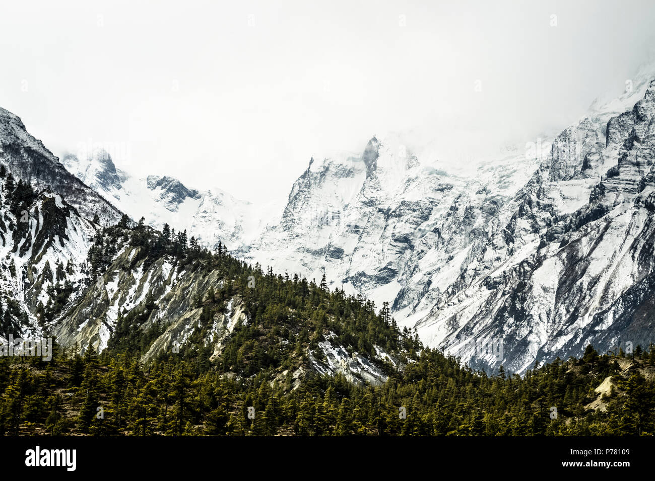 Pine trees against a snow capped mountain, Annapurna Circuit, Nepal Stock Photo