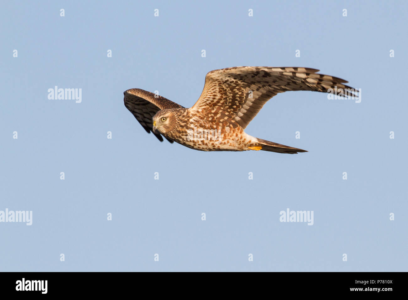 Marsh hawk hi-res stock photography and images - Alamy
