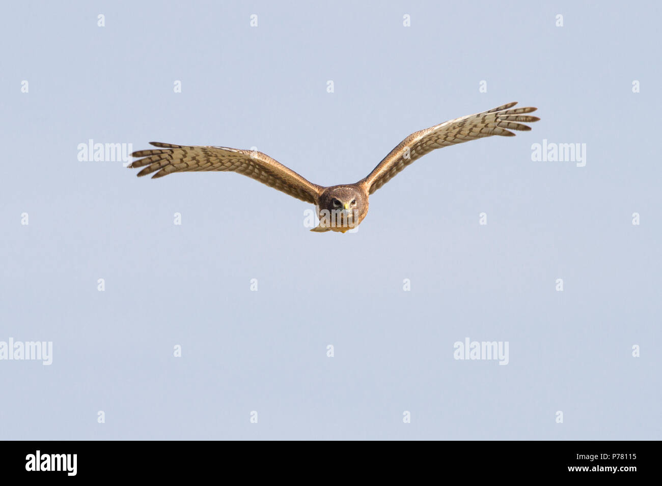 A frontal pose of a northern harrier in flight. Stock Photo