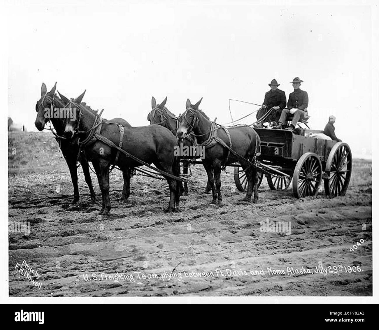 English: Mule team hauling freight between Fort Davis and Nome, July 1905 .  English: Caption on image: U.S. Freighting Team plying between Ft. Davis  and Nome, Alaska, July 29th, 1905. Photo