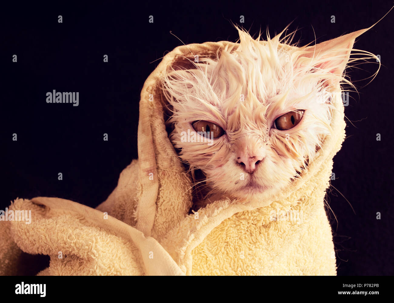 Wet kitty wrapped in a towel after a bath Stock Photo - Alamy