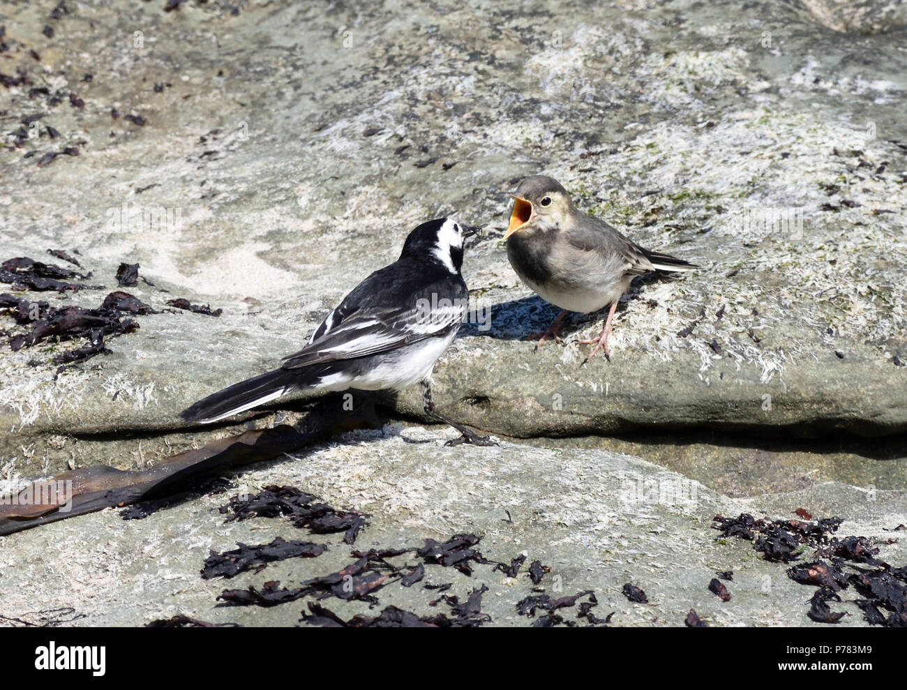 An adult pied wagtail (Motacilla alba yarrellii) feeds a demanding juvenile with invertebrates collected on the seaside rocks at Ballycastle. Ballycas Stock Photo