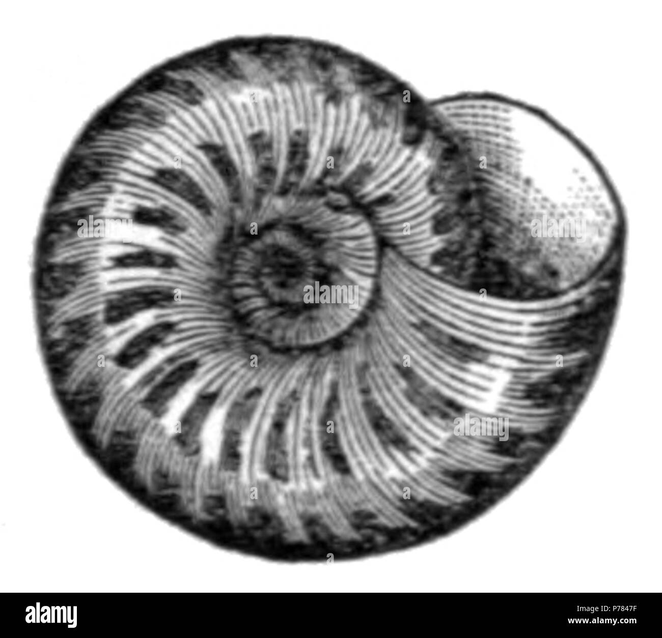 1905 6 Hi Res Stock Photography And Images Page 5 Alamy 1905 6 Hi Res Stock Photography And Images Page 5 Alamy