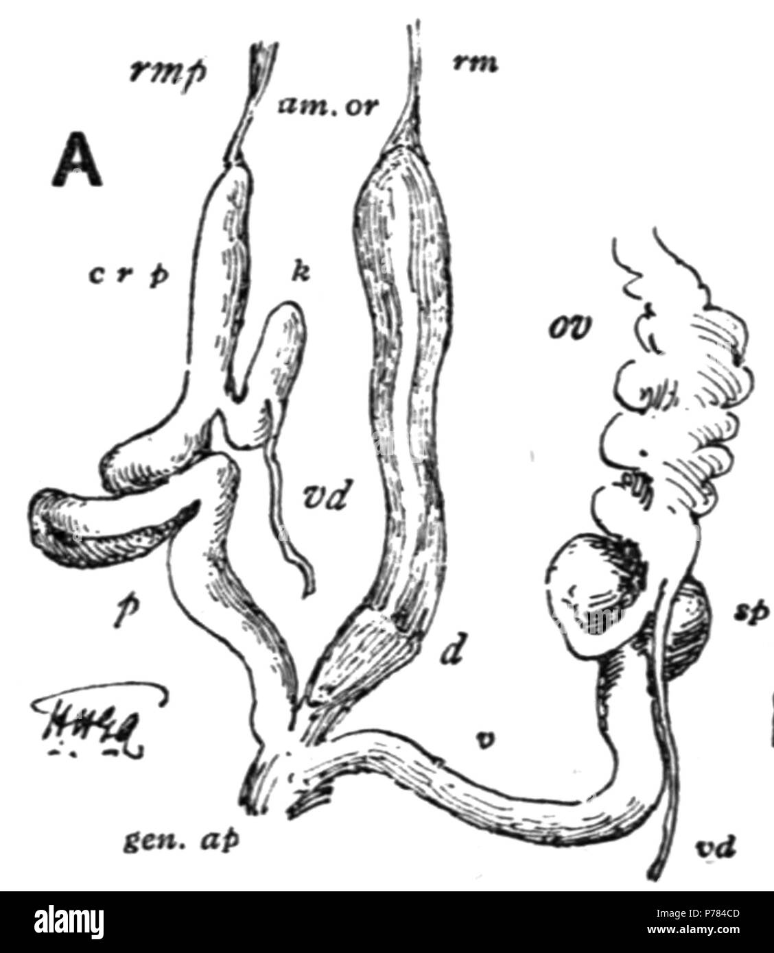 English: drawing of reproductive system of Ariophanta laevipes, d ...