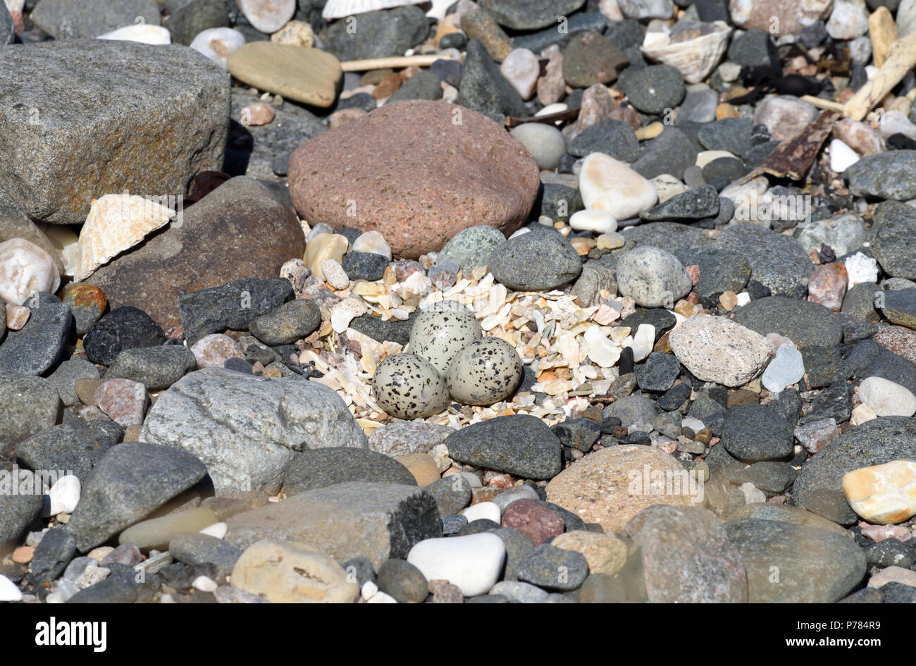 Three eggs in a ringed plover (Charadrius hiaticula) nest in a scrape ...