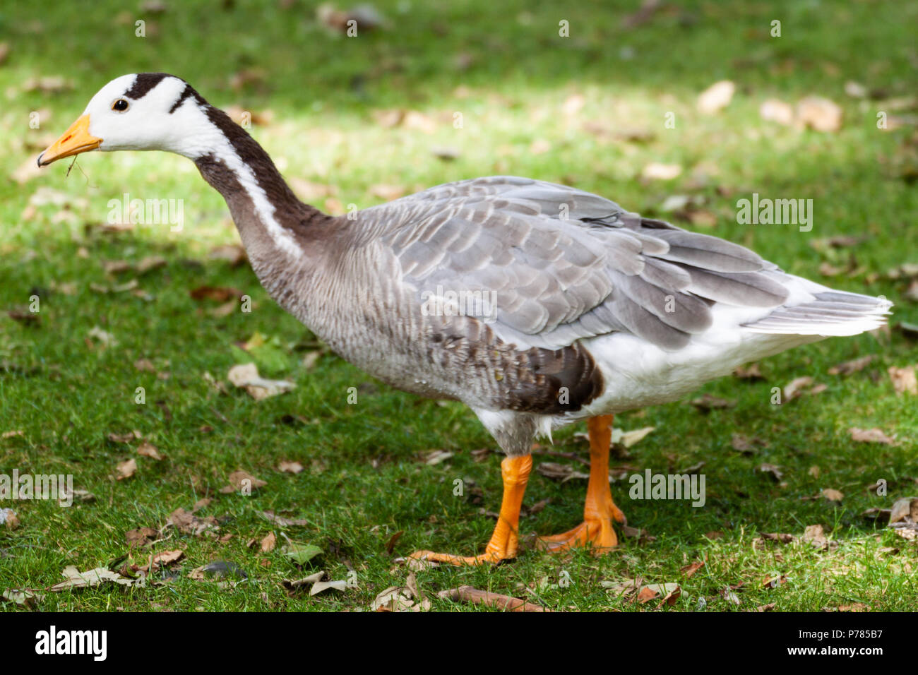 A duck walking on the grass Stock Photo