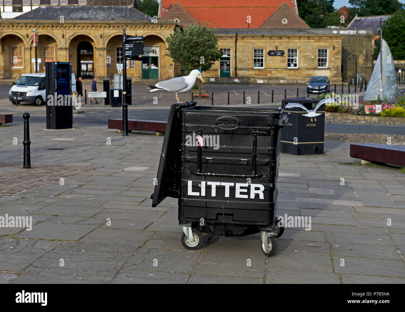 Herring Gull on litter bin, Whitby, North Yorkshire, England UK Stock Photo Alamy
